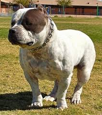 american bully dog breed information