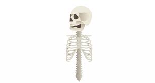 Secara garis besar, rangka manusia terbagi menjadi 3 bagian, antara lain tulang rangka kepala (tengkorak), tulang rangka badan,dan tulang rangka anggota gerak. Biologi Rangka Manusia Pahamify Teman Persiapan Utbk