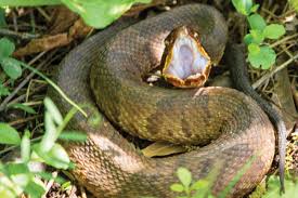 common snakes of texas texas co op power
