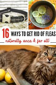 16 effective home remes for fleas