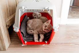 how to get a cat into a carrier 6