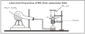 Ammonia Icse Class 10 Chemistry
