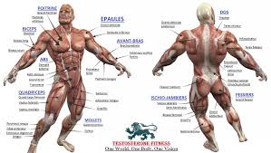 Bodybuilding Full Human Muscular Anatomy Chart Leg