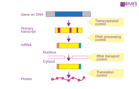 gene regulation an overview of gene