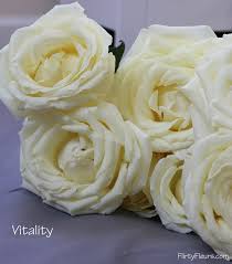The White Garden Rose Study With
