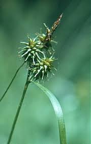 Carex flava - Online Virtual Flora of Wisconsin