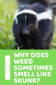 weed sometimes smell like skunk