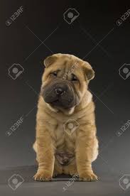 Small Cute Shar Pei Puppy Isolated On A Black Background