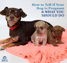 how to tell if your dog is pregnant and