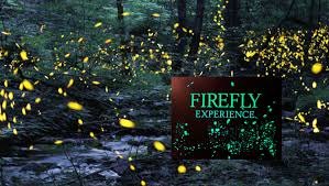 video firefly experience ento nation