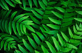 green leaves ferns leaf background