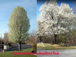 cleveland pear vs bradford pear 3
