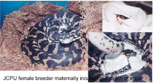 care of jungle carpet pythons
