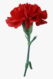 free red carnation clipart