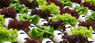 how to grow hydroponic lettuce
