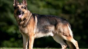 Zimmerhoff german shepherd puppy pedigrees have achieved top placings at the highest levels of international competition. A German Shepherd Is First Dog In The U S To Test Positive For The Coronavirus