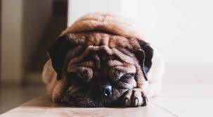 dogs lick carpet and floors obsessively