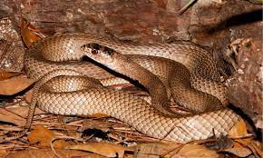 38 snakes in missouri 5 are venomous