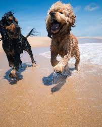 outer banks dog friendly beaches