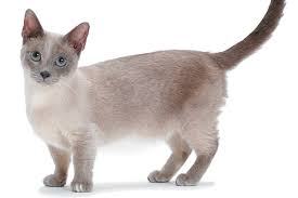Curious about the munchkin cat breeds? 11 Things To Know About The Munchkin Cat Catster