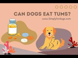 can dogs have tums smoothies