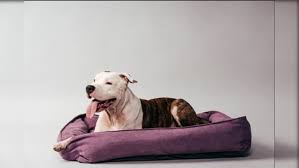 large dog beds for big dogs