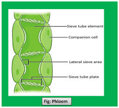 why are xylem and phloem called complex