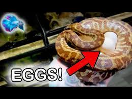 maternally incubating python eggs