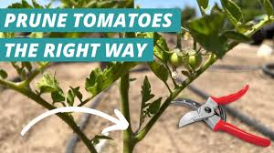 how to prune tomato plants step by