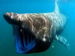 twenty six foot long basking shark