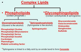 mbm metabolism of complex lipids