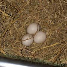 hyacinth macaw parrot eggs