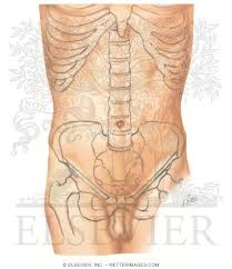Do you know anything about the quadrants and regions of the abdomen? Quadrants Of Abdomen