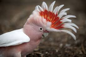 This was commissioned, but the lady that ordered it never paid. 10 Top Pet Cockatoo Species
