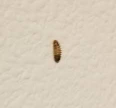 can carpet beetle larvae live on a