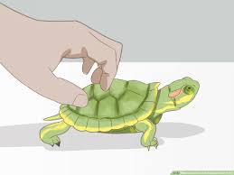 How To Care For A Red Eared Slider Turtle With Pictures
