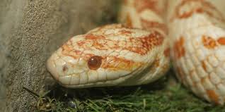 corn snake care pet emporium 41st