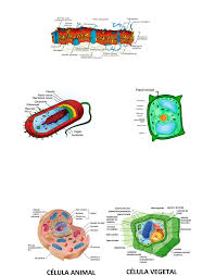 resumen organelos biología celular e