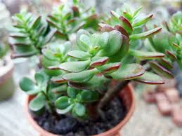 jade plant care complete guide to