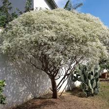 What are the shipping options for white rose bushes? 25 Bushes With White Flowers White Flowering Shrubs