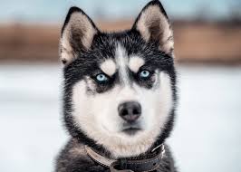 15 husky eye color facts you didn t