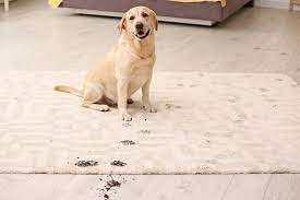 5 carpet cleaning tips for pet owners