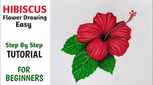 how to draw hibiscus flower easy step