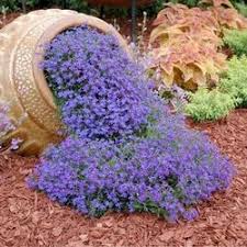blue carpet flower seeds mix