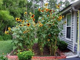Sunflower Garden At 9 Feet At 90 Days