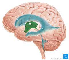 third ventricle brain anatomy