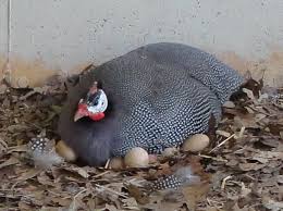 Rearing Incubation And Brooding Guinea Fowl The Poultry Guide
