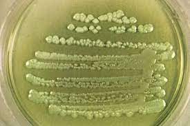 pseudomonas flashcards quizlet