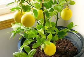 how to grow a lemon tree from seed