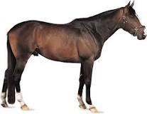 how-heavy-is-a-thoroughbred-horse